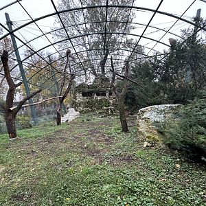 Griffon Vulture & Waldrapp Ibis Aviary