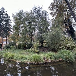 Ring-tailed Lemur Exhibit #1