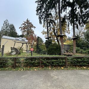 Ring-tailed Lemur Exhibit #1