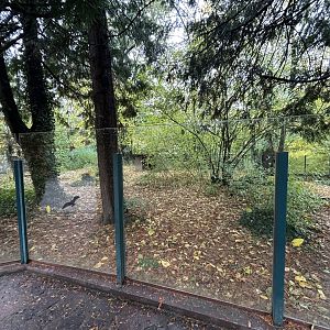 Eurasian Crane Exhibit