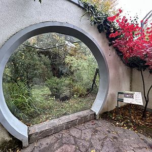 Red-billed Blue Magpie Aviary