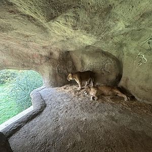 Lion Den