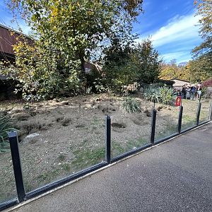 Meerkat Exhibit