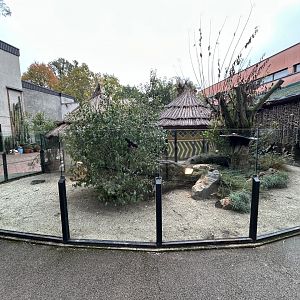 Dwarf Mongoose Exhibit