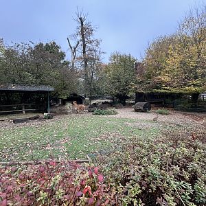 Alpaca, Capybara & Mara Exhibit