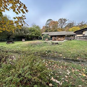 Bactrian Camel Exhibit