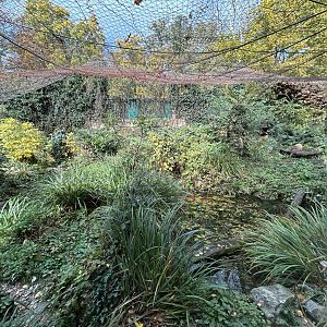 North Chinese Leopard Exhibit