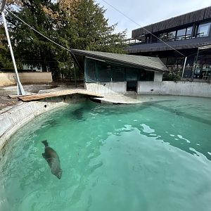 California Sea Lion Exhibit