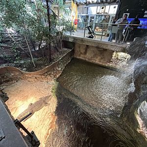 Cuban Crocodile Exhibit