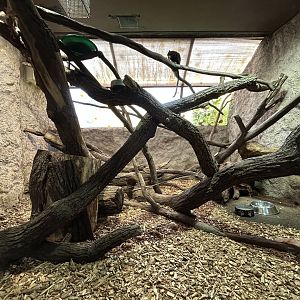 Red-handed Tamarin & Brush-tailed Porcupine Exhibit