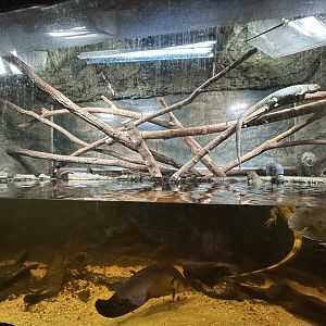 Caiman Lizard Exhibit
