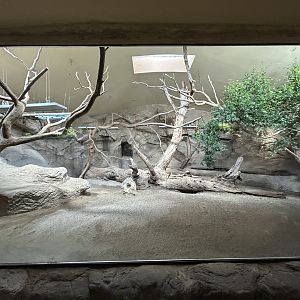Komodo Dragon Exhibit