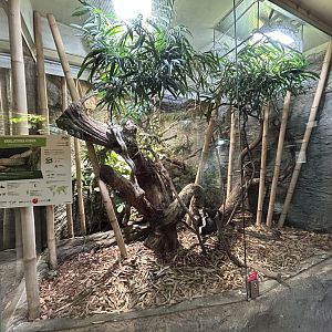 King Cobra Exhibit
