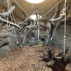 Indoor White-handed Gibbon Exhibit