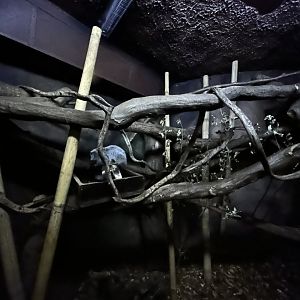 Northern Luzon Giant Cloud Rat Exhibit