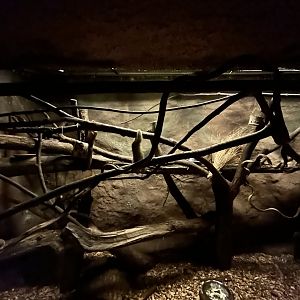 Pygmy Slow Loris & Brush-tailed Bettong Exhibit