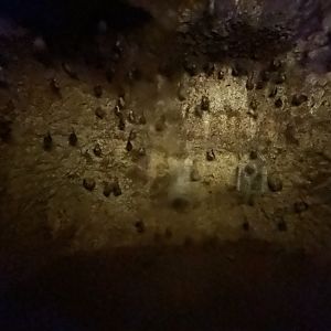 Egyptian Fruit Bat Exhibit