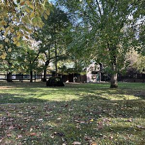 Scimitar-horned Oryx Exhibit