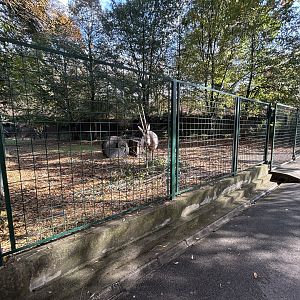 Scimitar-horned Oryx Exhibit