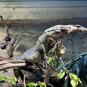 Large-scaled Water Monitor