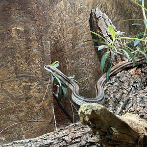 Four-lined Rat Snake