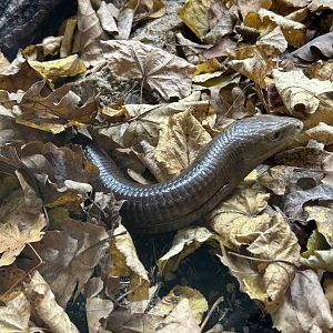 Legless Lizard