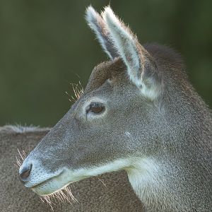 White Lipped Deer, ZSL Whipsnade