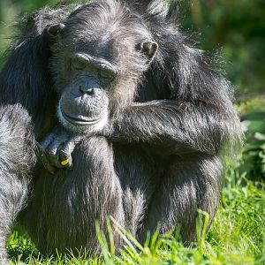 Chimp, Koko (f) ZSL Whipsnade UK