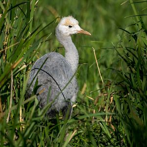 Blue Crane Chick, ZSL Whipsnade, UK