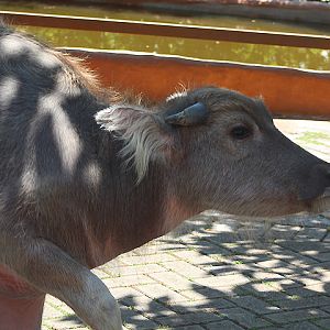 Water buffalo (Bubalus bubalis)