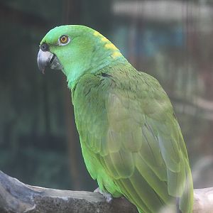 Pacific yellow-naped amazon (Amazona auropalliata auropalliata)