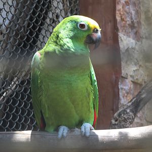 Lesser yellow-naped amazon (Amazona auropalliata parvipes)