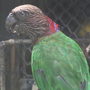 Southern red-fan parrot (Deroptyus accipitrinus fuscifrons)