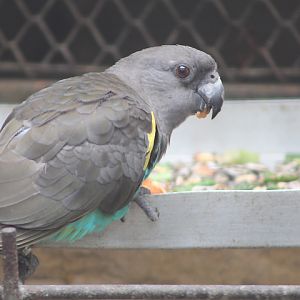 Damaraland Meyer's parrot (Poicephalus meyeri damarensis)