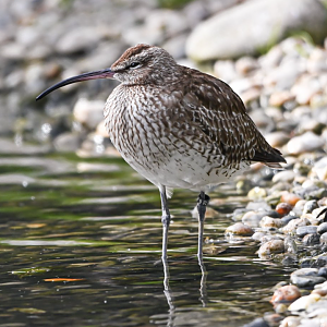 Eurasian whimbrel