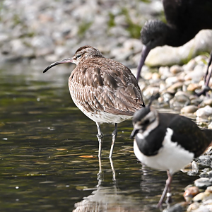Eurasian whimbrel