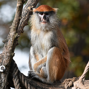 Patas monkey