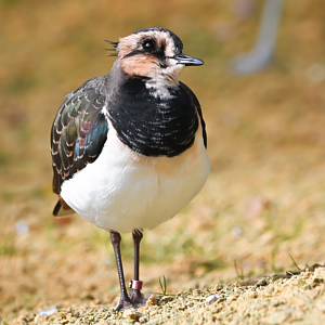 Northern lapwing