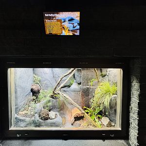 Red-bellied Black Snake enclosure