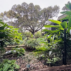 Former mandrill enclosure