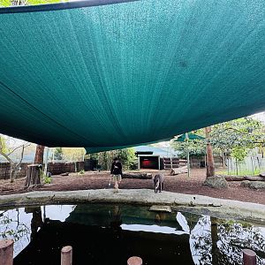 Brazilian tapir enclosure