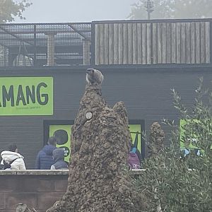 Meerkat on artificial termite mound