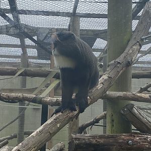 De brazza’s monkey