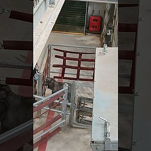 Elephant calf Zaiya having a bottle feed