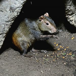 Agouti- Rainforest Adventures