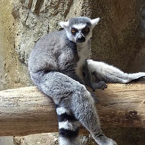 Ring-Tailed Lemur - Rainforest Adventures