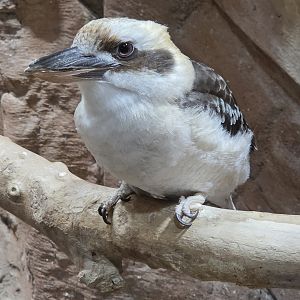 Laughing Kookaburra - Rainforest Adventures
