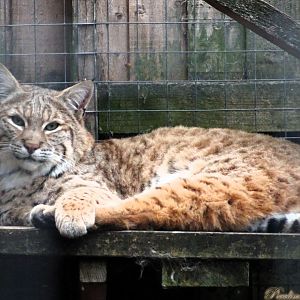 Bobcat  18 October 2025