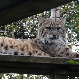 Bobcat  18 October 2025