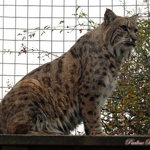 Bobcat  18 October 2025